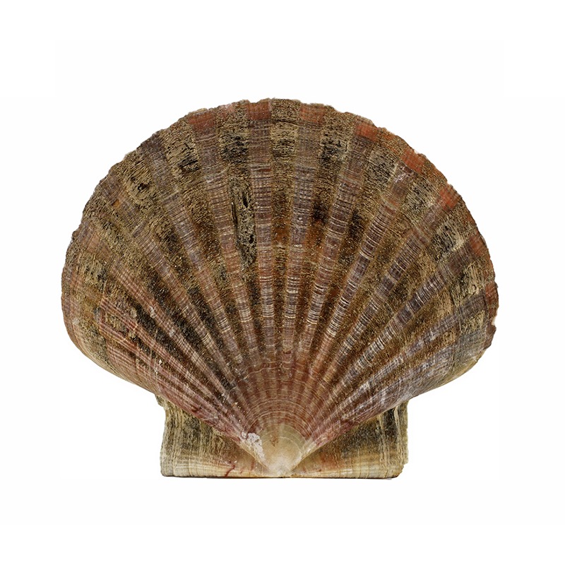 Coquille Saint-Jacques