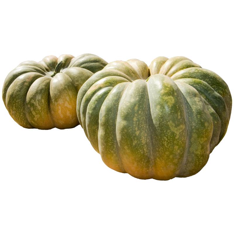 Courge Musquée de Provence