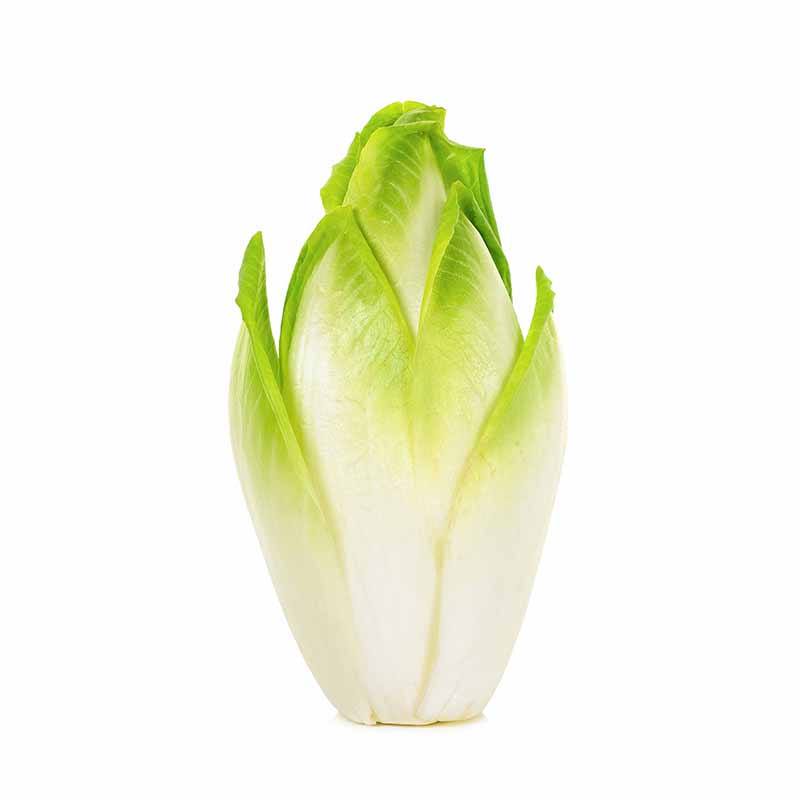 Endive