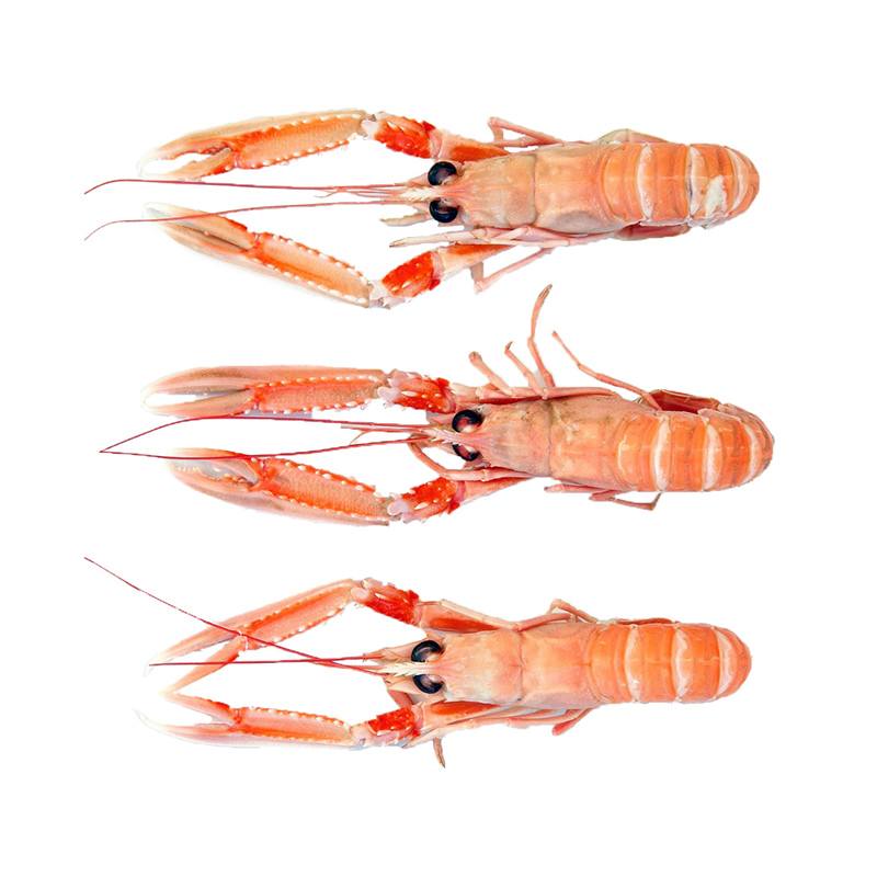 Langoustines