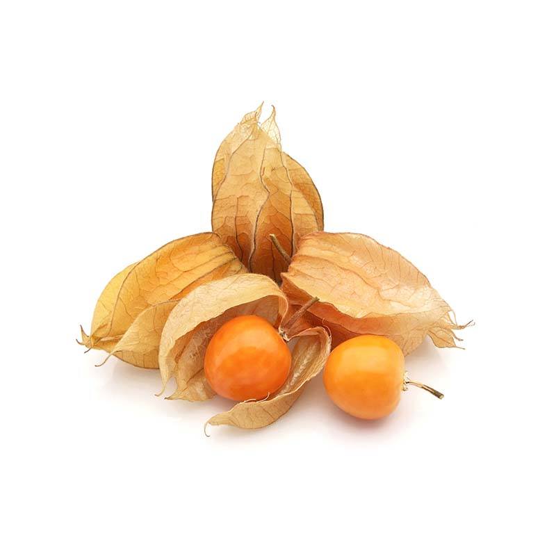 Physalis