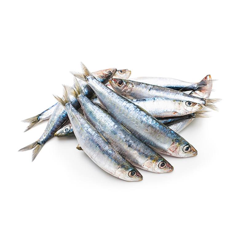 Sardine