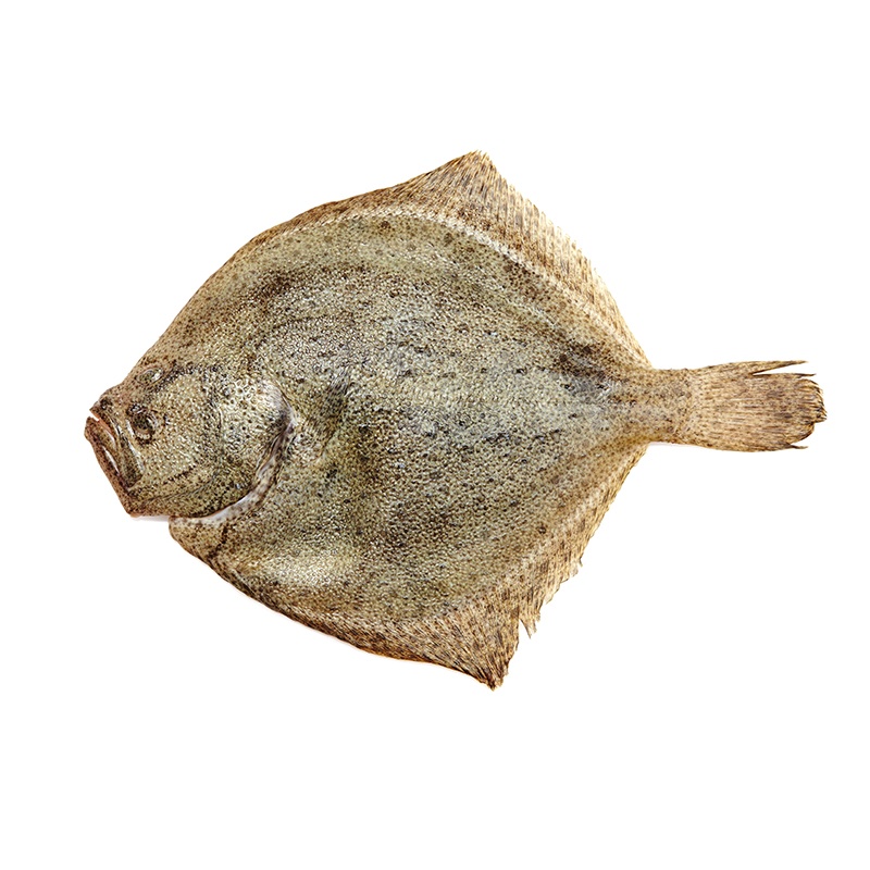 Turbot